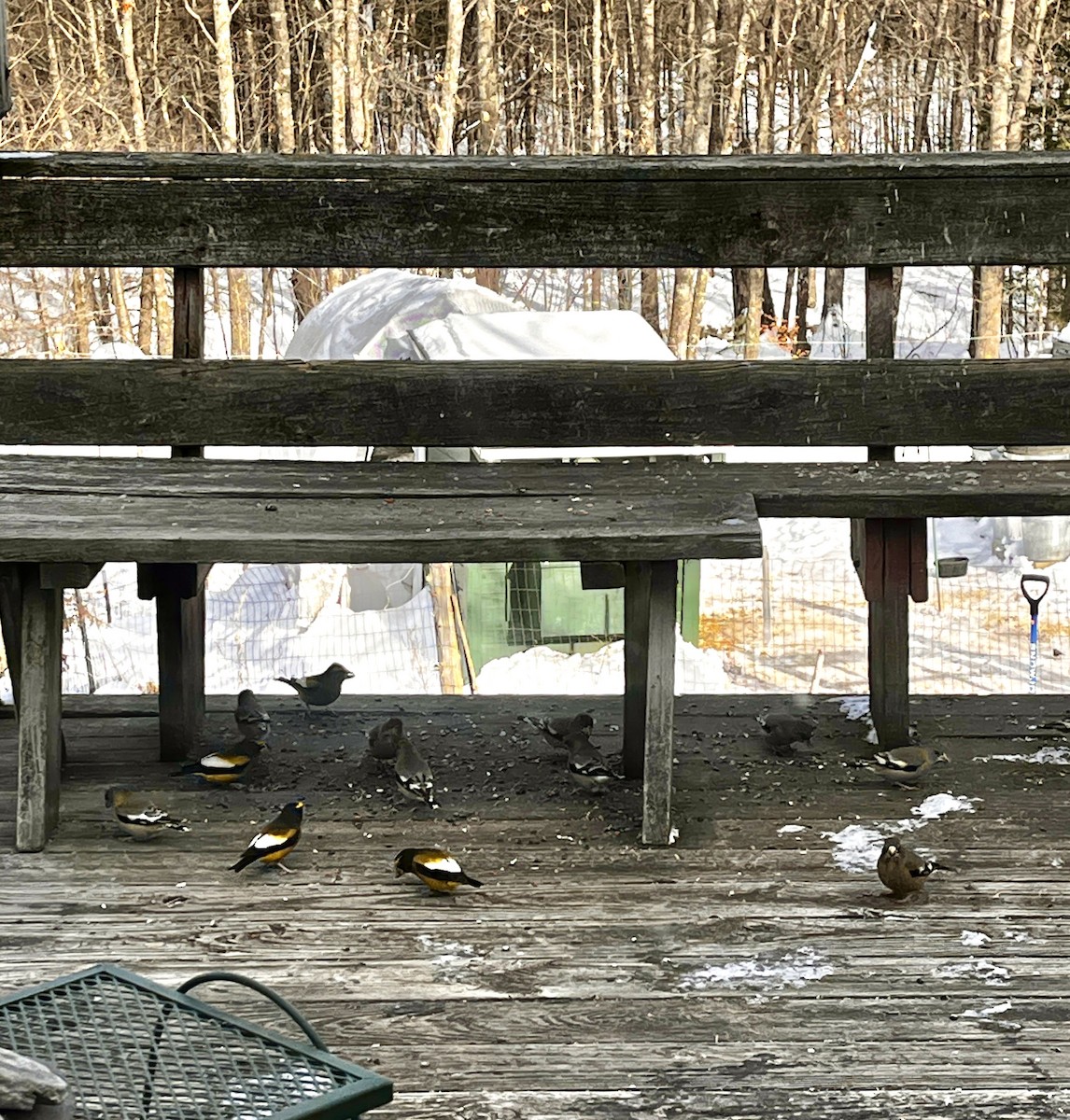 Evening Grosbeak - ML646969227