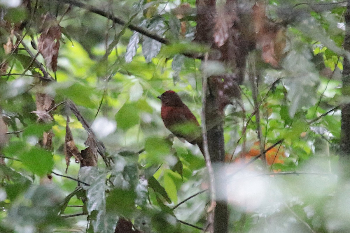 Red-crowned Ant-Tanager - ML646969228