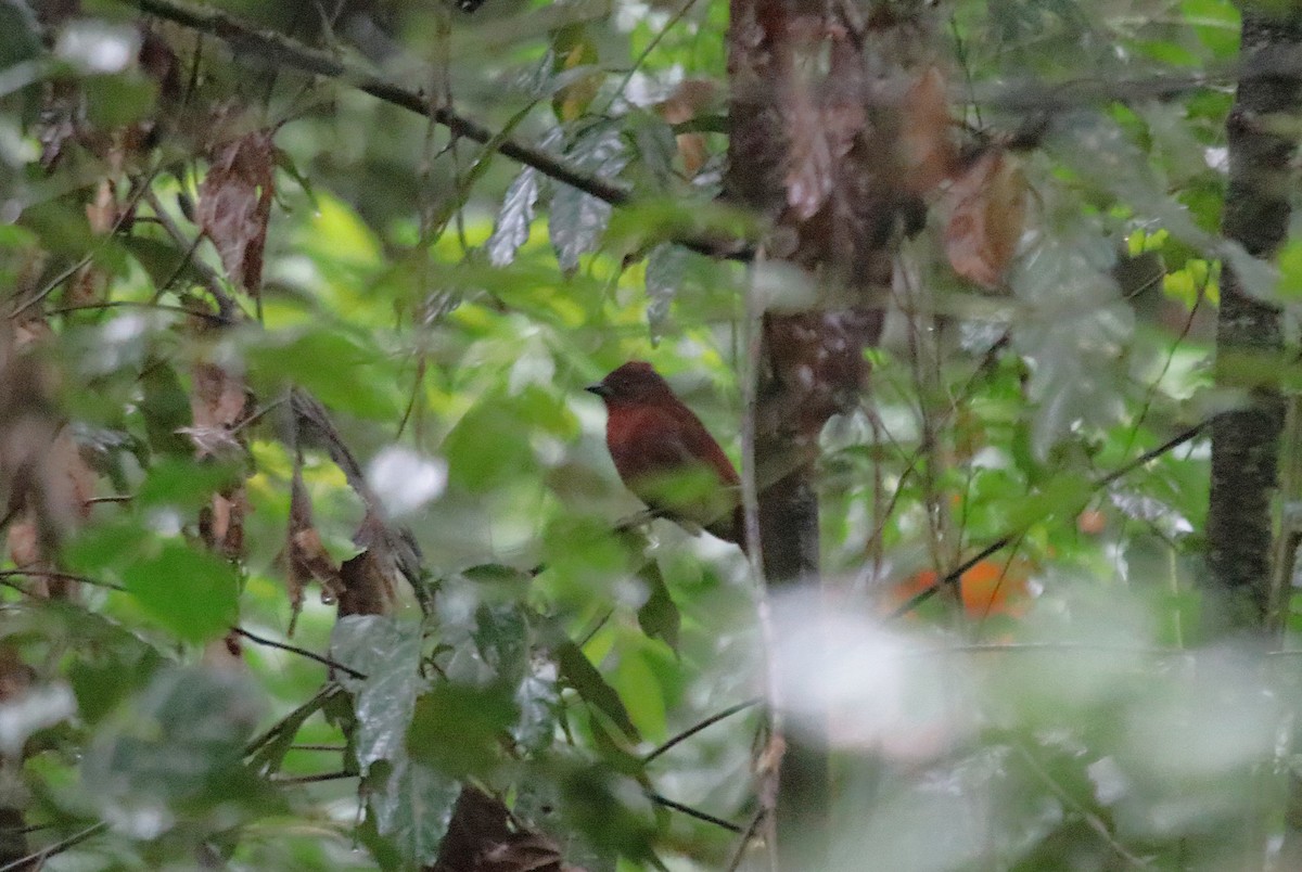 Red-crowned Ant-Tanager - ML646969229