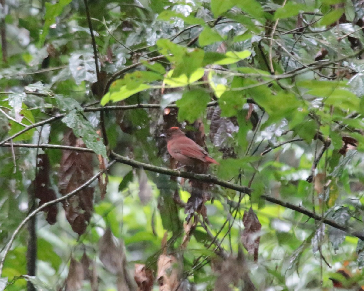 Red-crowned Ant-Tanager - ML646969233