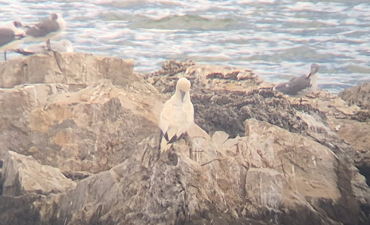 Red-footed Booby - ML646969236
