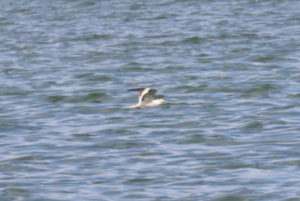 Red-footed Booby - ML646969237