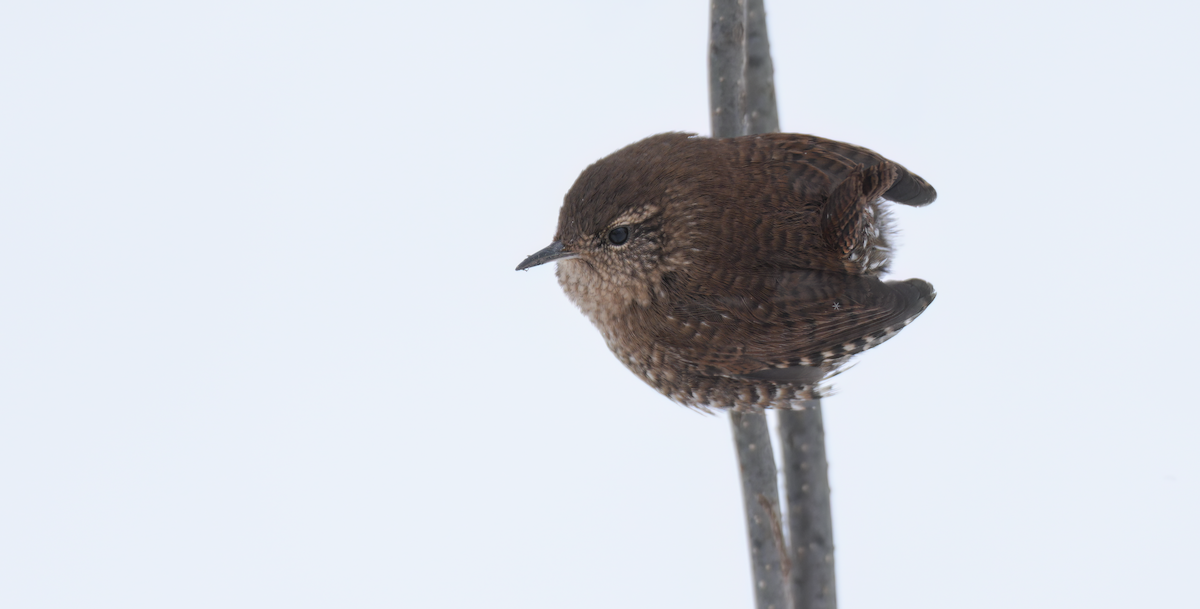 Winter Wren - ML646969238
