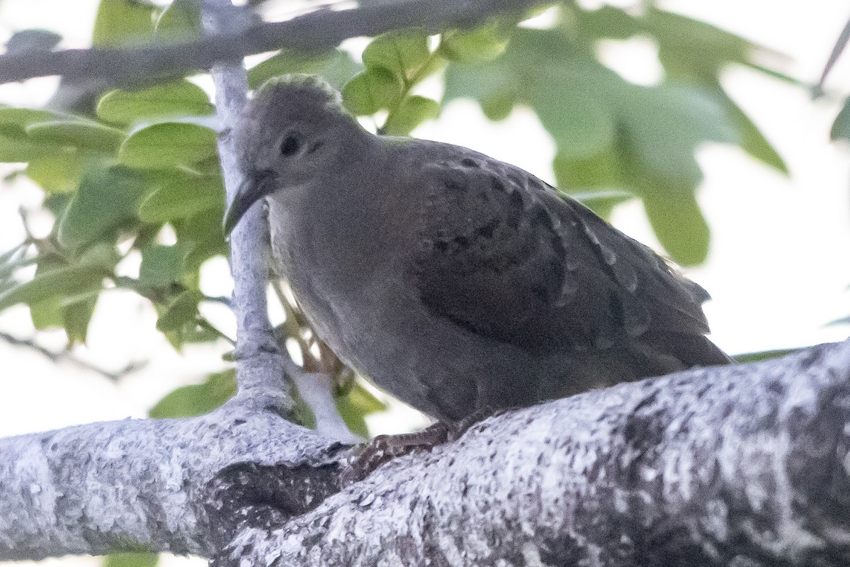 Eurasian Collared-Dove - ML646969239