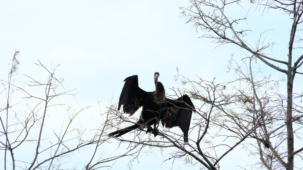 Anhinga - ML646969240