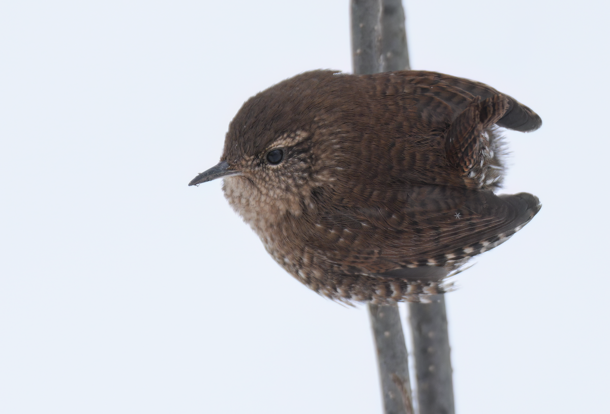 Winter Wren - ML646969253