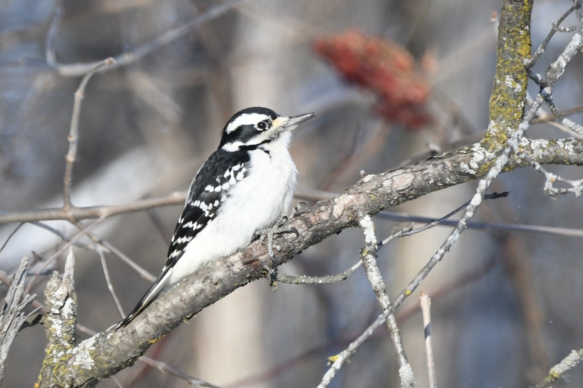 Hairy Woodpecker - ML646969254