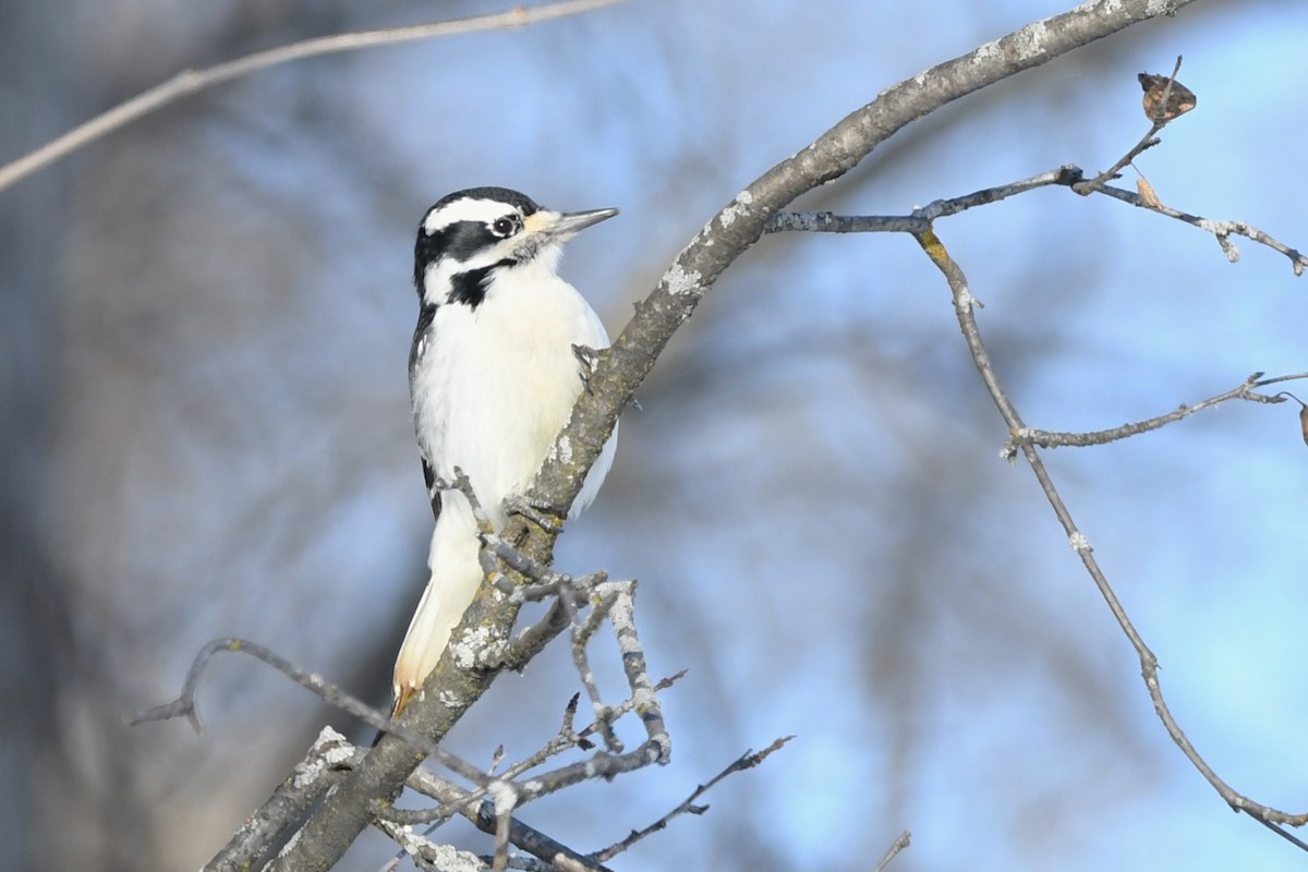 Hairy Woodpecker - ML646969255