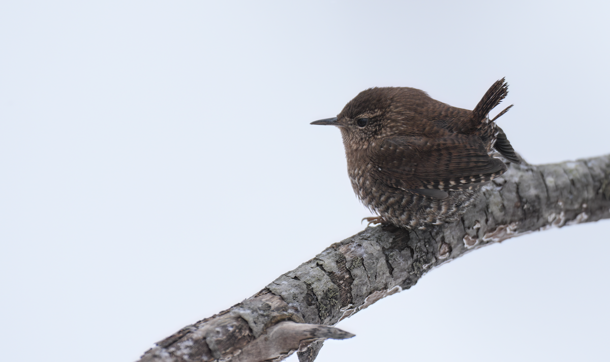 Winter Wren - ML646969256
