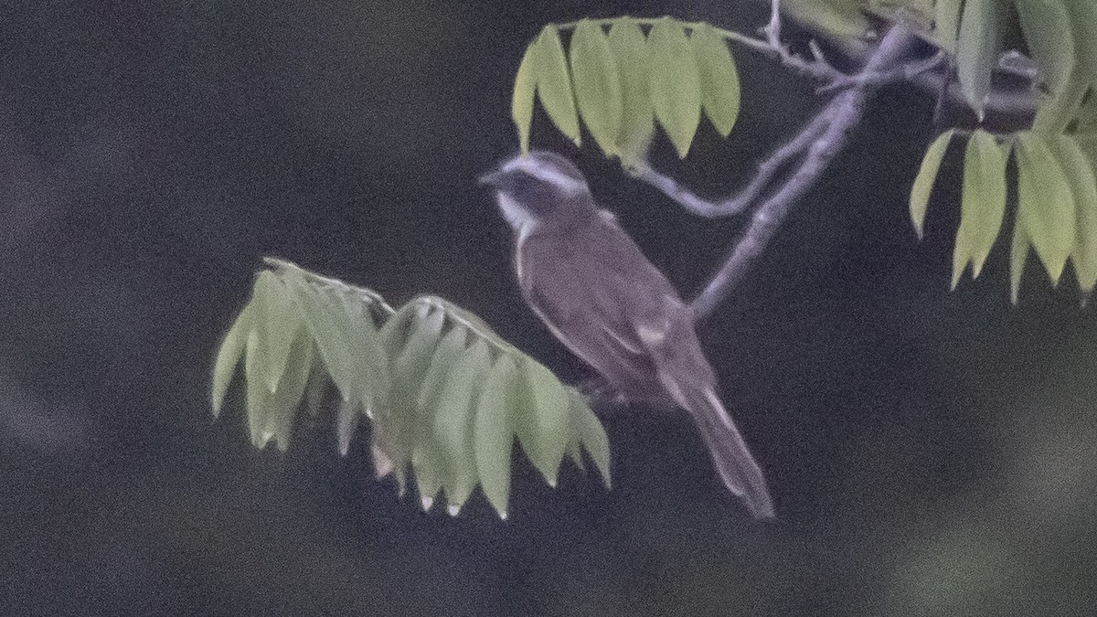 Social Flycatcher - ML646969259