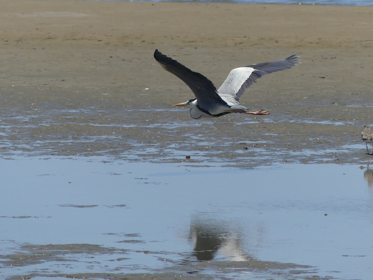 Gray Heron - ML646969261