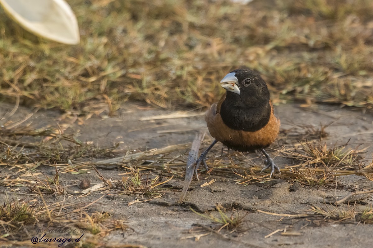 Chestnut Munia - ML646969262