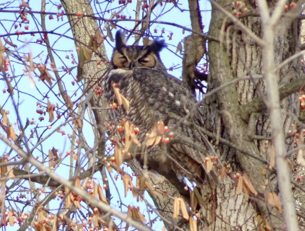 Great Horned Owl - ML646969263
