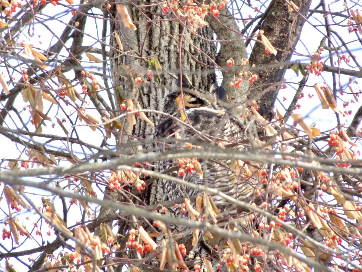 Great Horned Owl - ML646969264