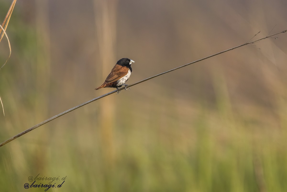 Tricolored Munia - ML646969269