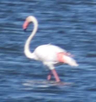 Greater Flamingo - ML646969271