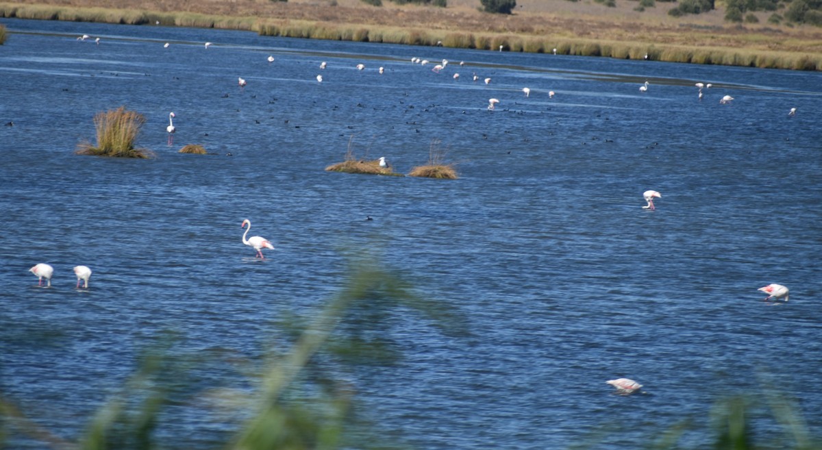 Greater Flamingo - ML646969272