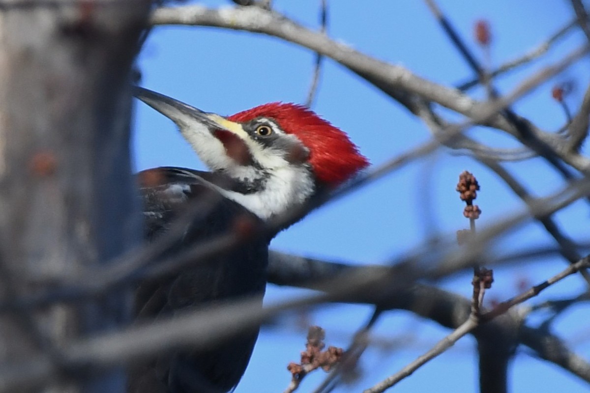 Pileated Woodpecker - ML646969273