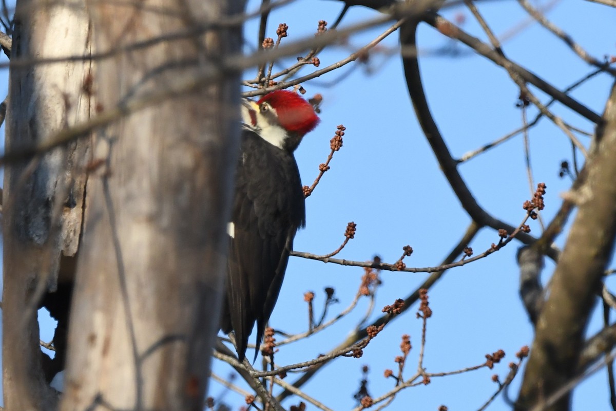 Pileated Woodpecker - ML646969274