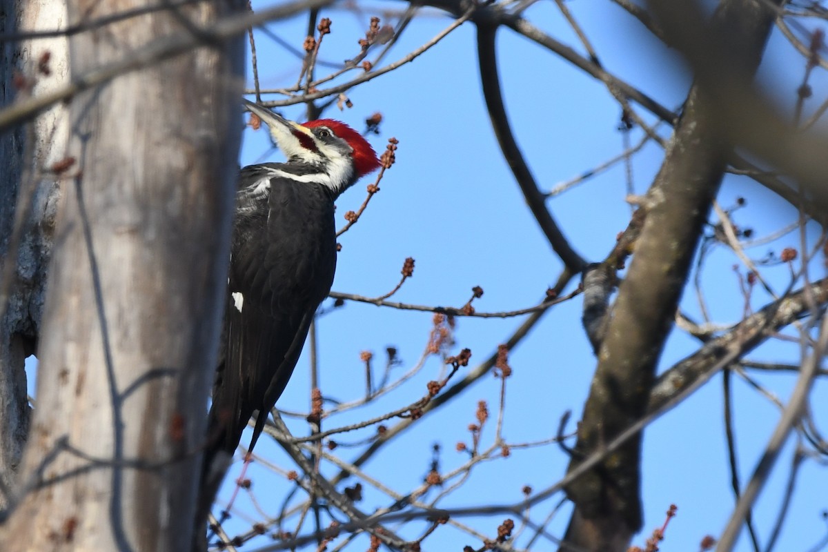 Pileated Woodpecker - ML646969275