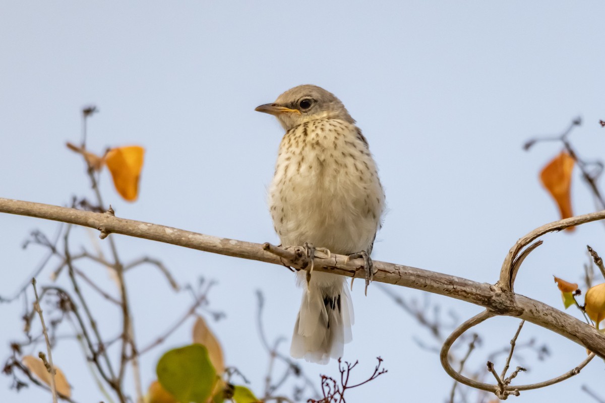 Tropical Mockingbird - ML646969277