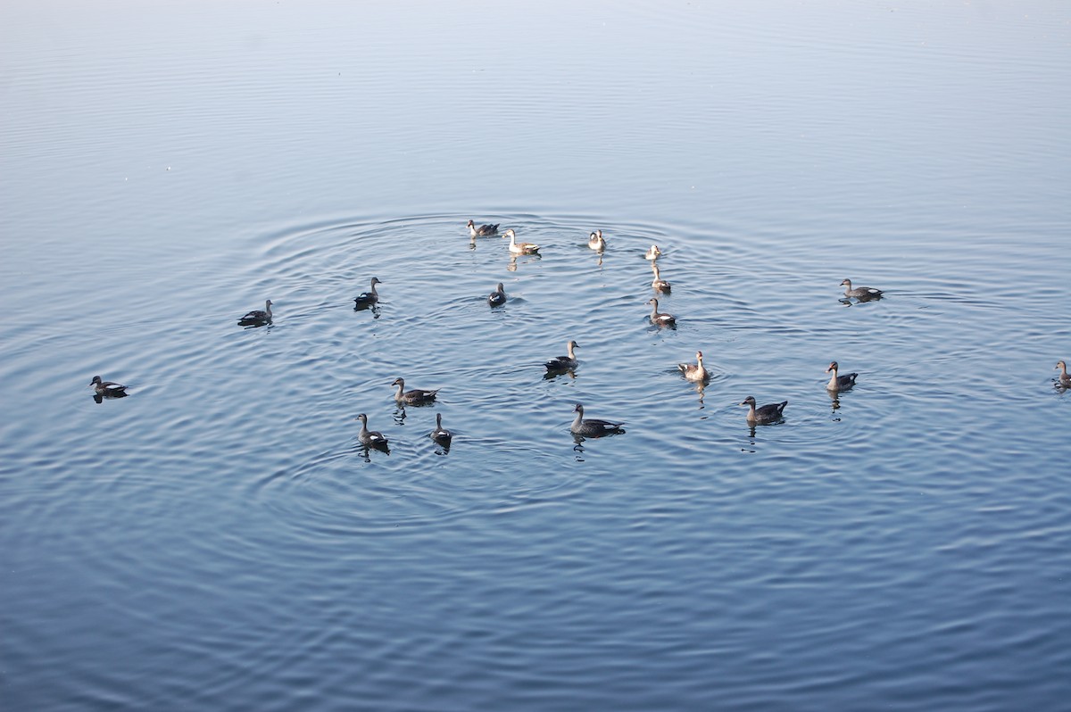 Hint Benekgagası - ML646969278