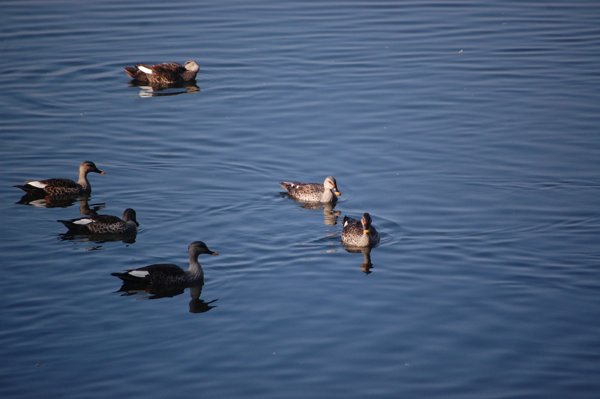 Hint Benekgagası - ML646969279