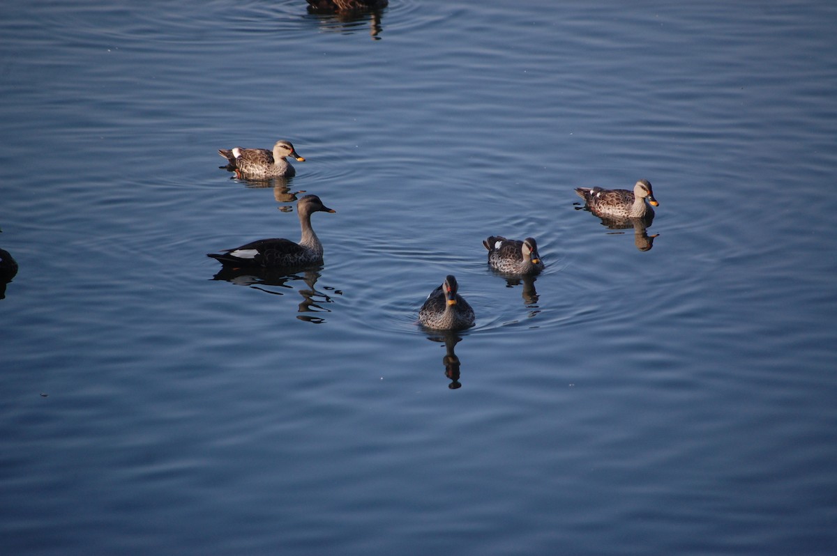 Hint Benekgagası - ML646969280