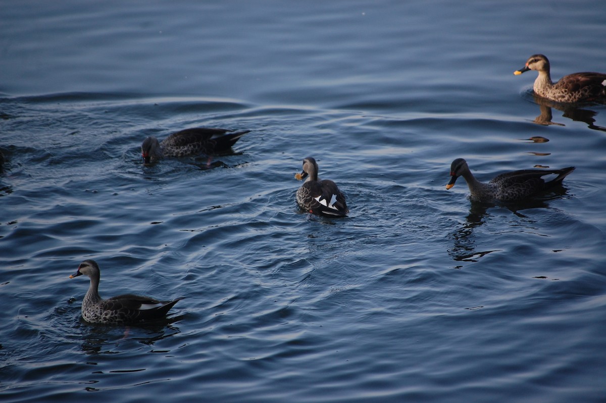 Hint Benekgagası - ML646969281