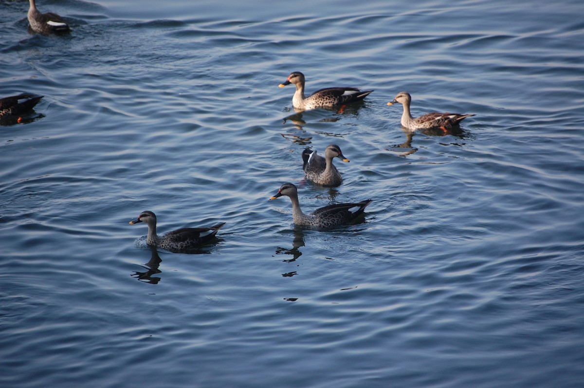 Hint Benekgagası - ML646969282