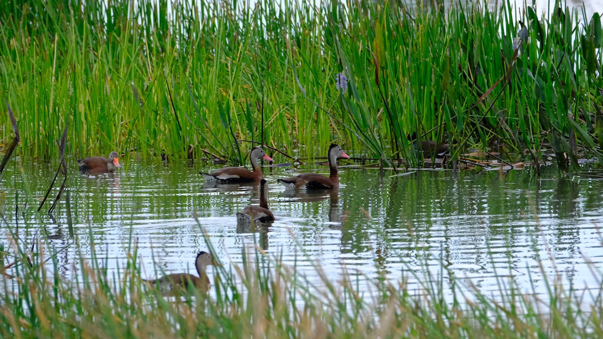 Black-bellied Whistling-Duck - ML646969283