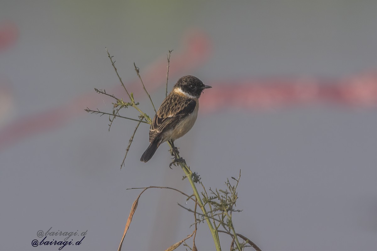 Siberian Stonechat - ML646969285