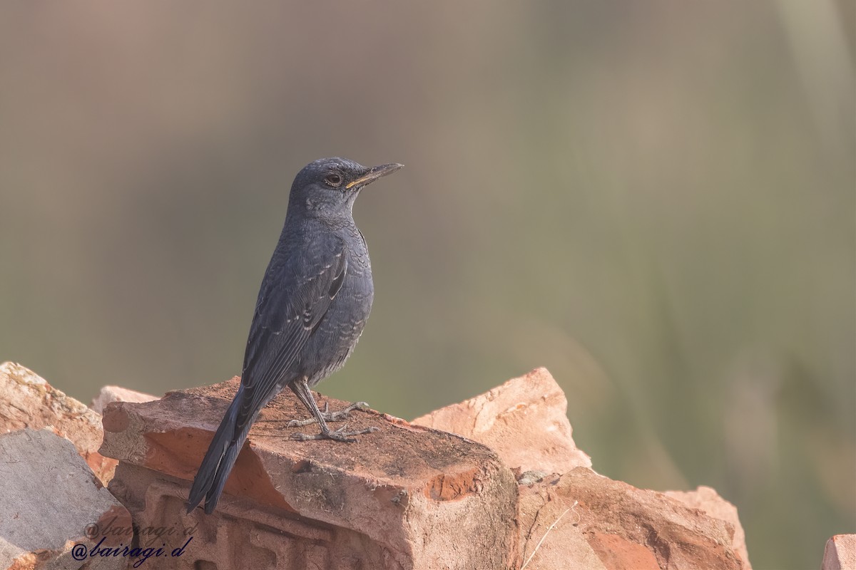 Blue Rock-Thrush - ML646969291