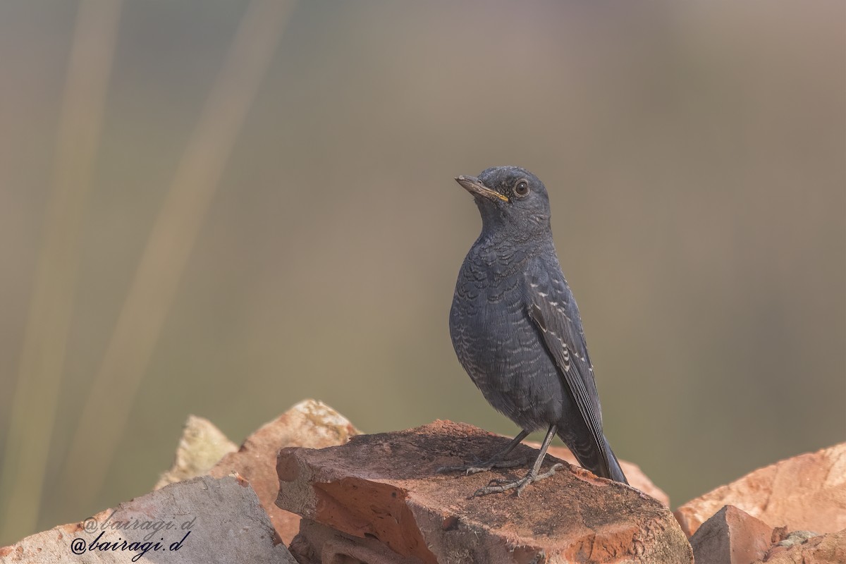 Blue Rock-Thrush - ML646969292