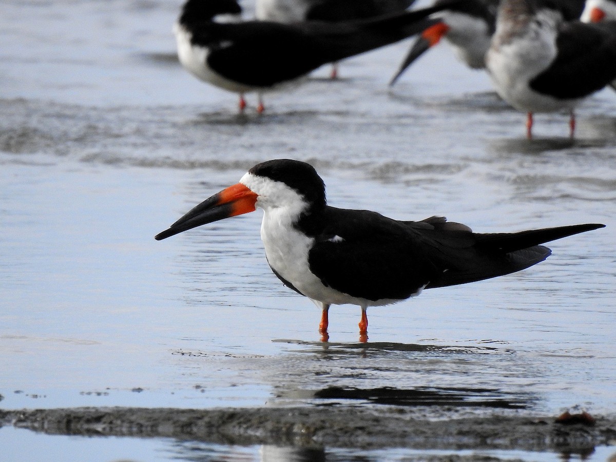 Aizturmoko amerikarra - ML646969301