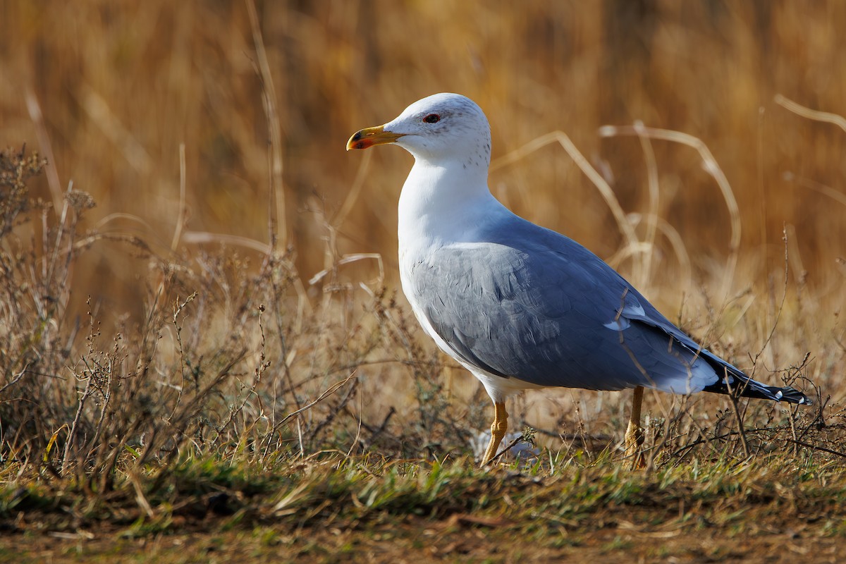 Gaviota Armenia - ML646969303