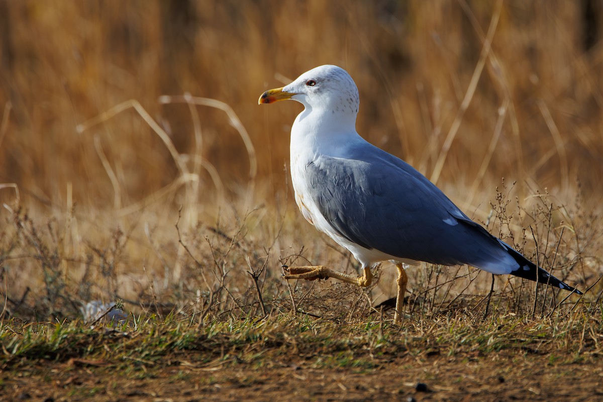Gaviota Armenia - ML646969304