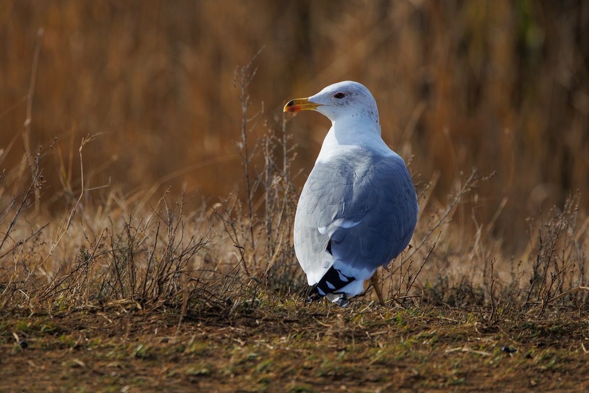 Gaviota Armenia - ML646969305