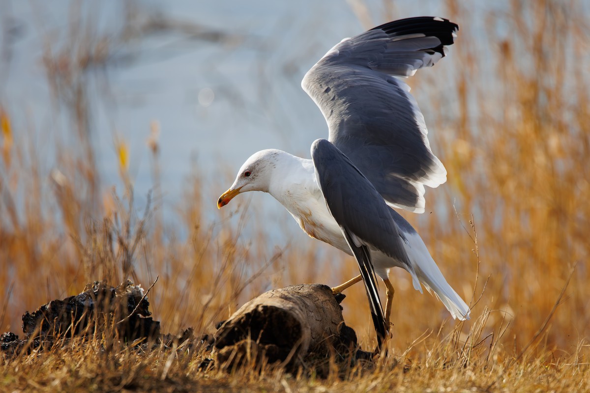 Gaviota Armenia - ML646969306