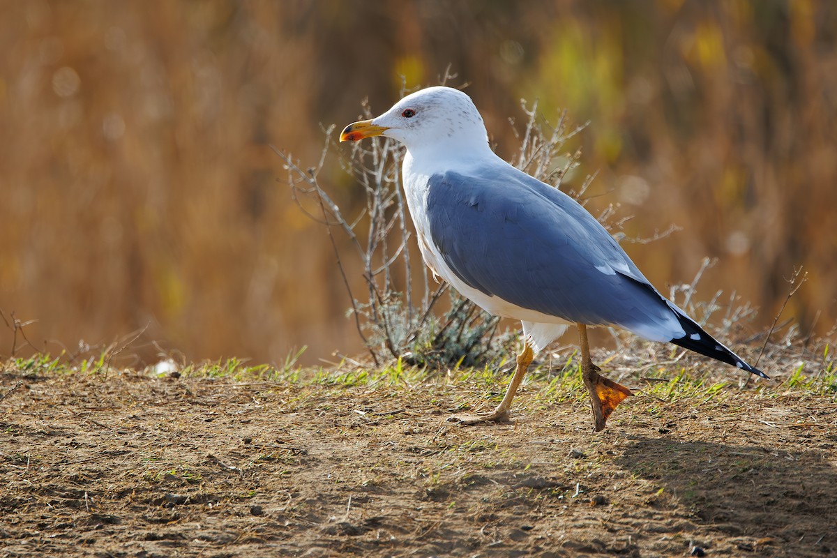 Gaviota Armenia - ML646969307