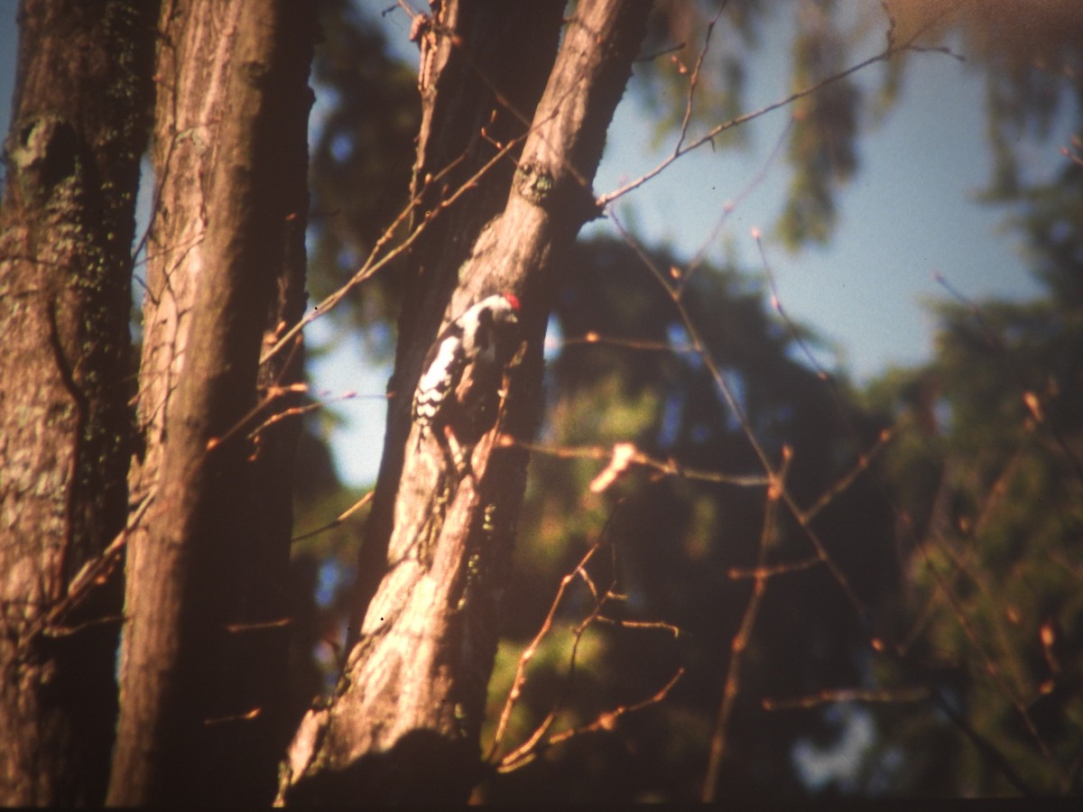 strakapoud prostřední - ML646969309