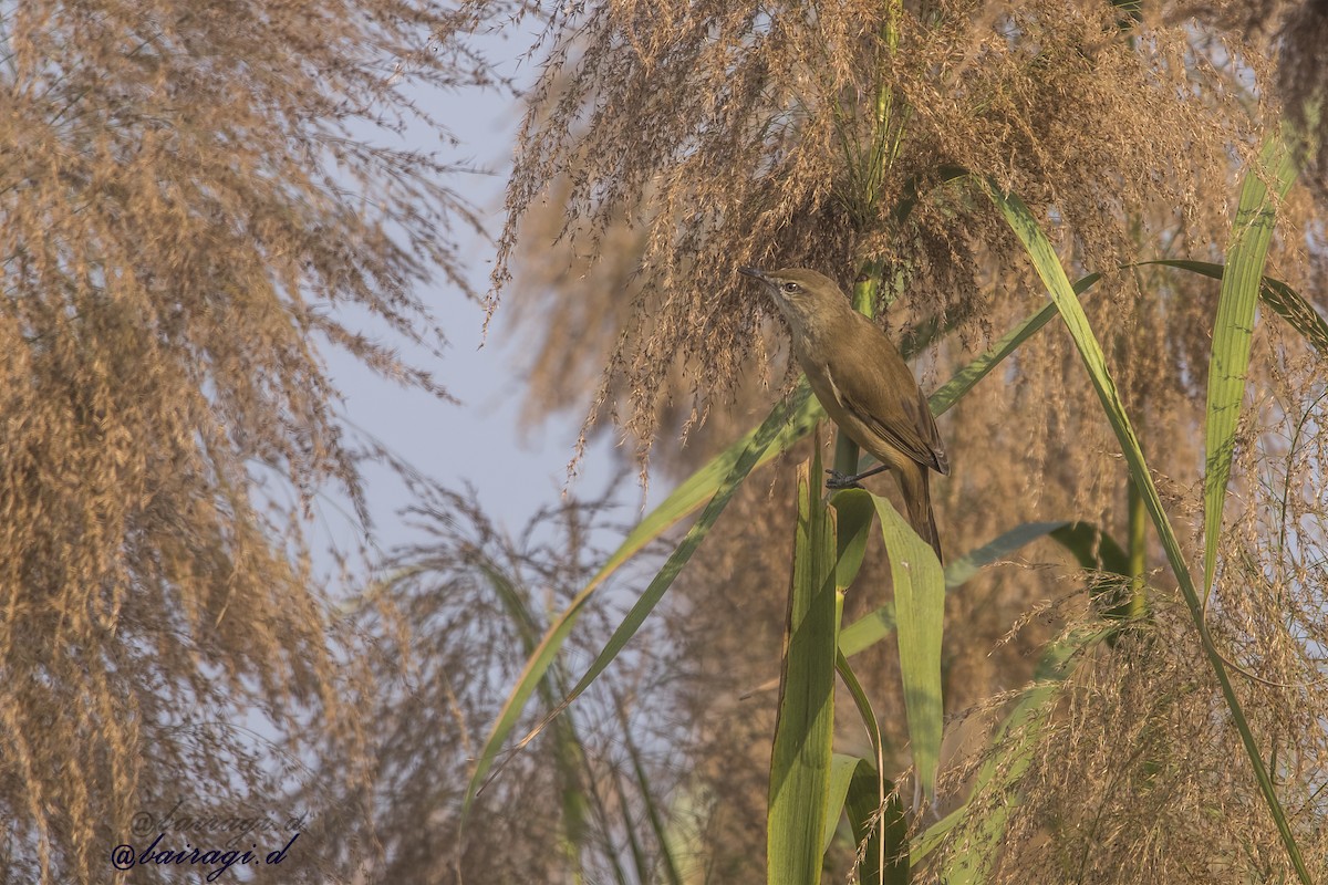 קנית אפריקנית - ML646969310