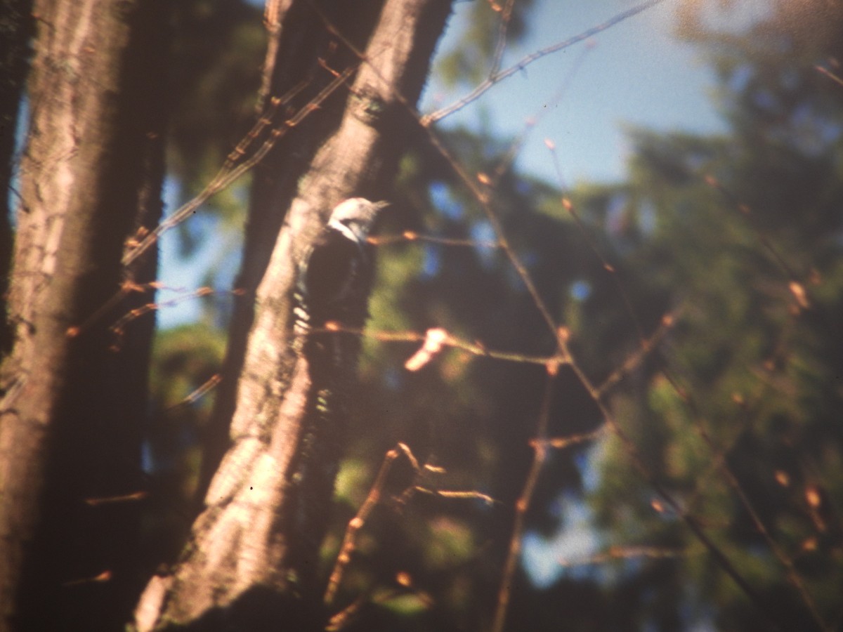 strakapoud prostřední - ML646969311