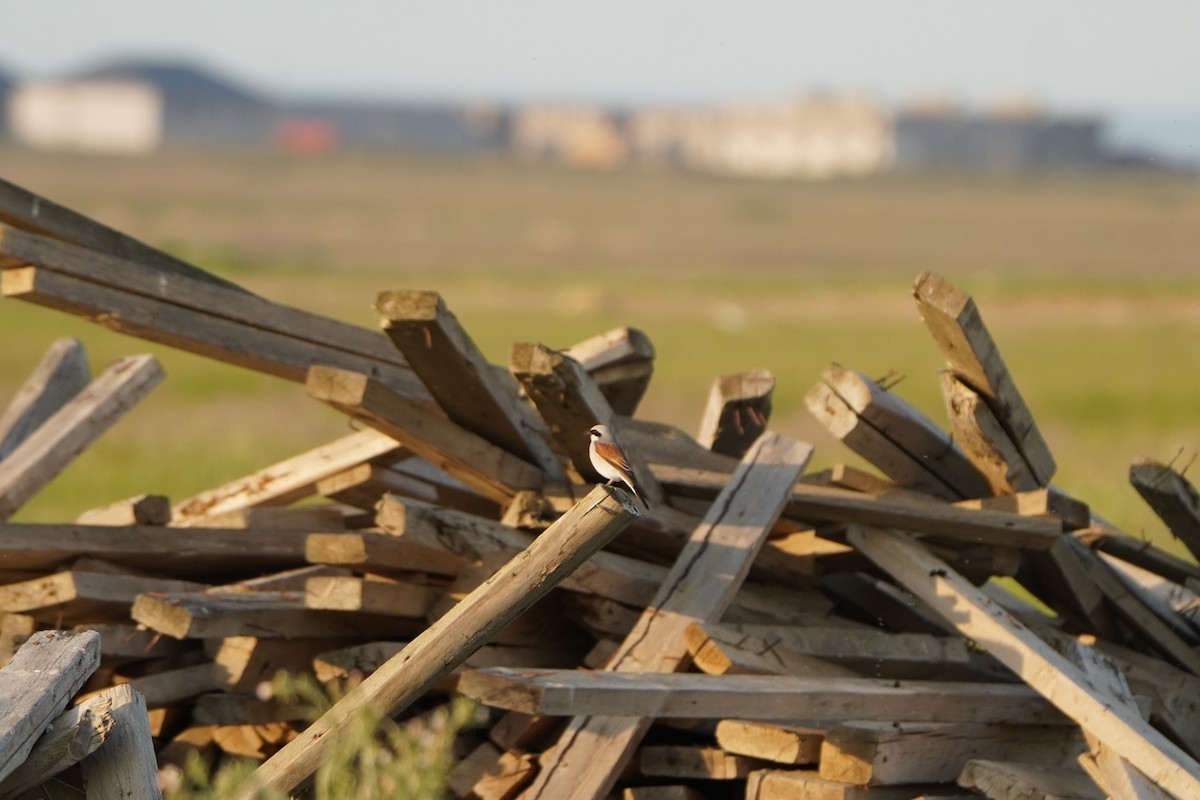 ťuhýk obecný - ML646969312