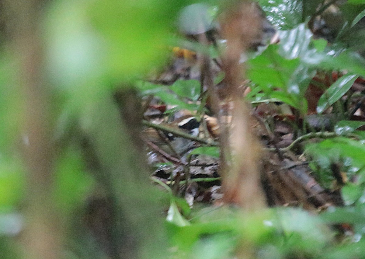 White-bibbed Antbird - ML646969314