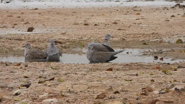 Горлиця садова - ML646969330