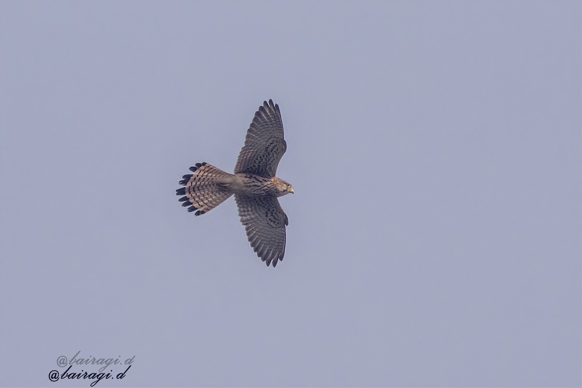 Eurasian Kestrel - ML646969332