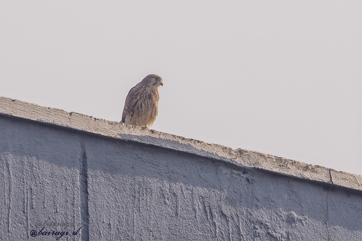 Eurasian Kestrel - ML646969333