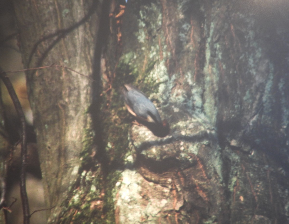 Garrapo eurasiarra - ML646969334