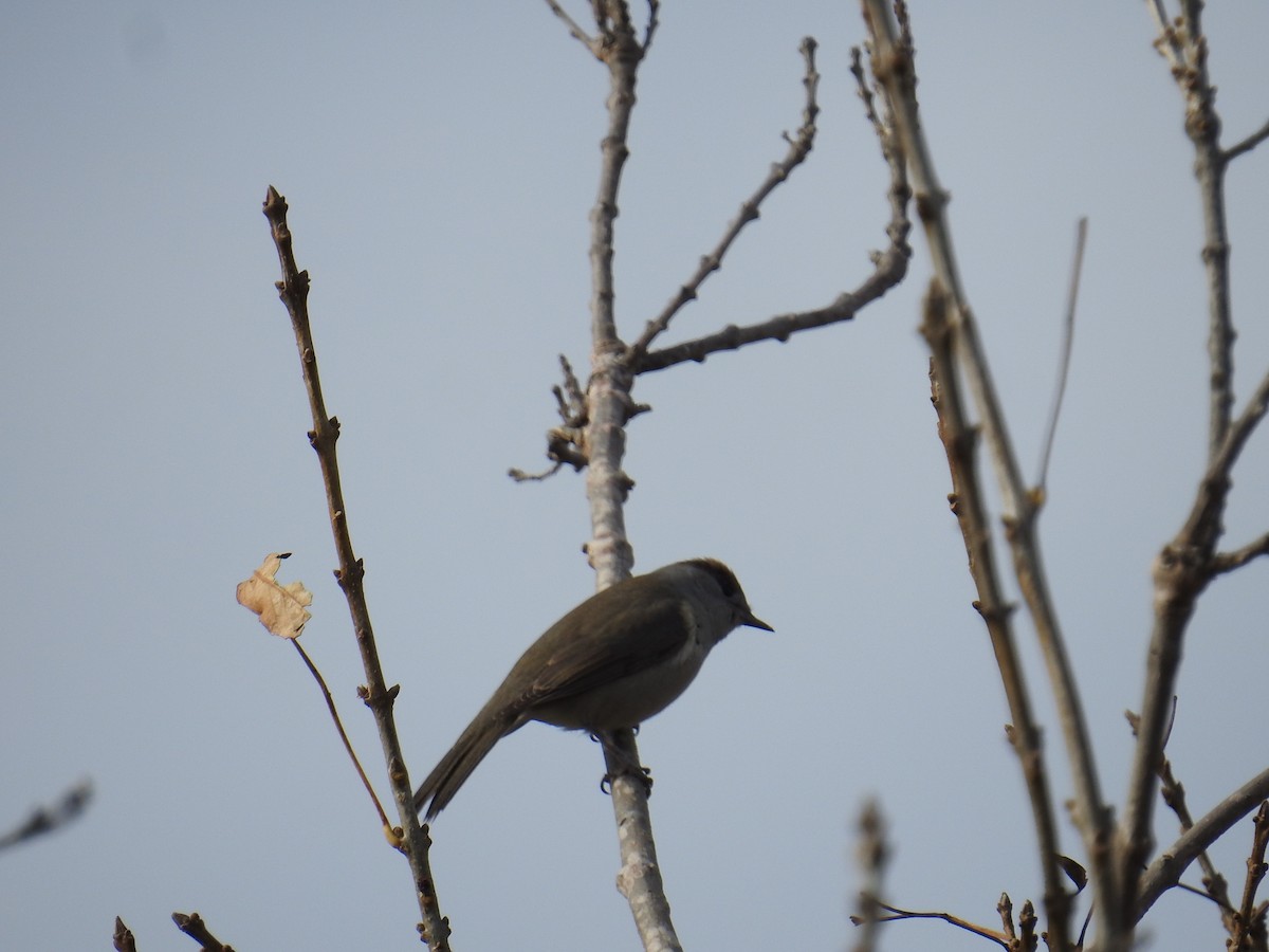 Eurasian Blackcap - ML646969336